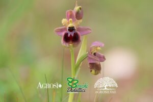Domenica 15 marzo escursione guidata nel Bosco Didattico Agrosilvae con corso sulle orchidee spontanee e degustazione di piatti tipici salentini bio.